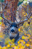 Deer - Odocoileus hemionus