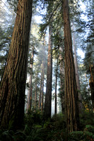 Redwoods 2009