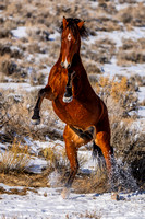 11-29-24 Anniversary Steamboat Horses