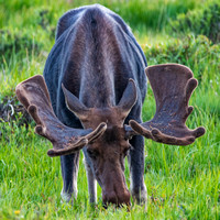 Moose - Alces alces