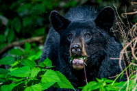 Bears - Ursidae