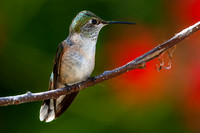 Hummingbirds - Trochilidae