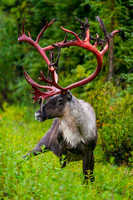 8-20-24 Denali National Park