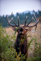 Elk - Cervus canadensis