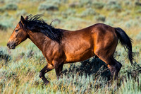 7-12-23 Yellowstone Horses