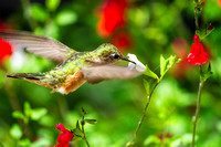 7-24-23 Shad Rocky Hummingbirds