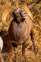 11-9-23 Big T Canyon RMNP Sheep