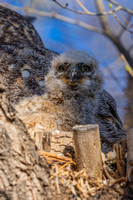 4-12-24 Loveland Owls