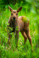 6-22-24 RMNP Moose Hbirds