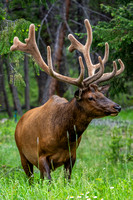 7-1-24 Jasper NP