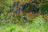 9-4-24 Liard Hot Springs