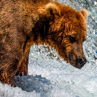 7-21-24 Brooks Falls Bears